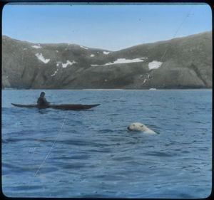 Image of Polar Bear at Etah